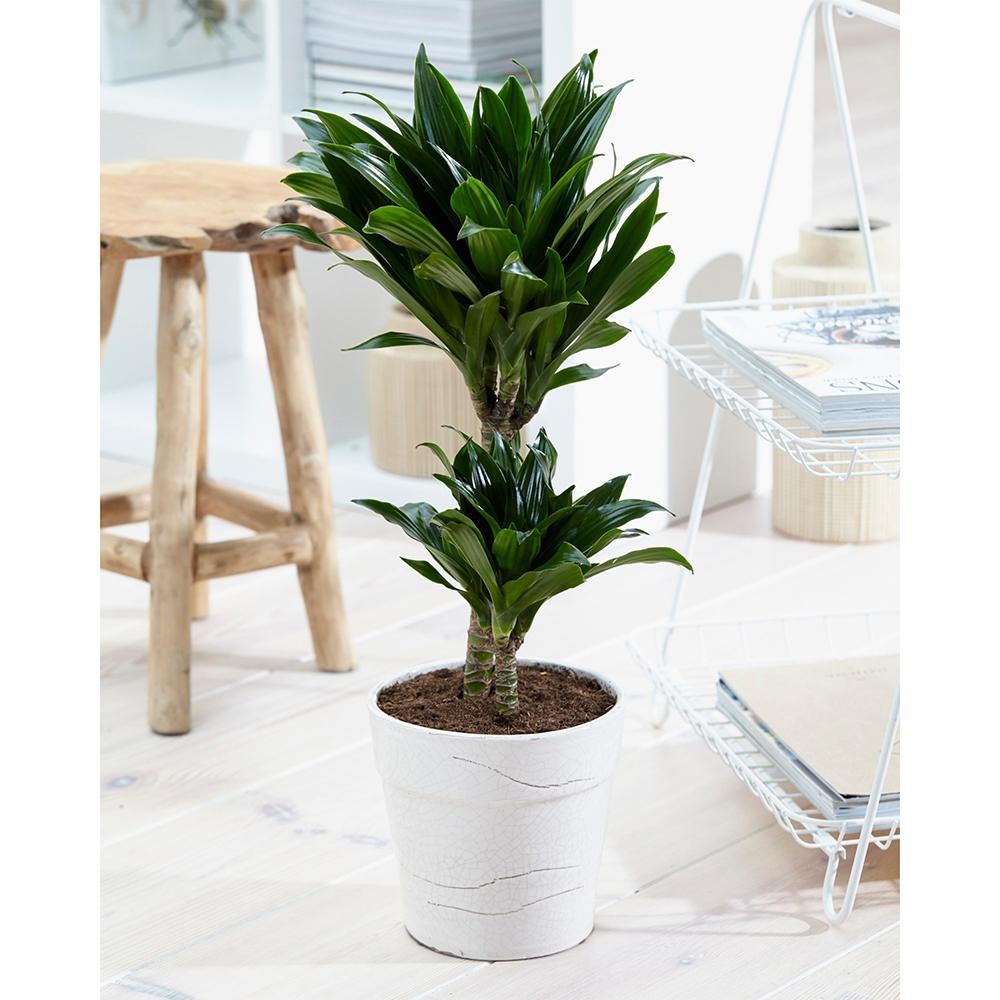 Trunchiul Fericirii (Dracena) Compacta - 100 cm - VERDENA-100 cm inaltime livrat in ghiveci de 9 l