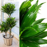 Trunchiul Fericirii (Dracena) Compacta - 140-150 cm - VERDENA-140-150 cm inaltime, livrat in ghiveci de 5 l