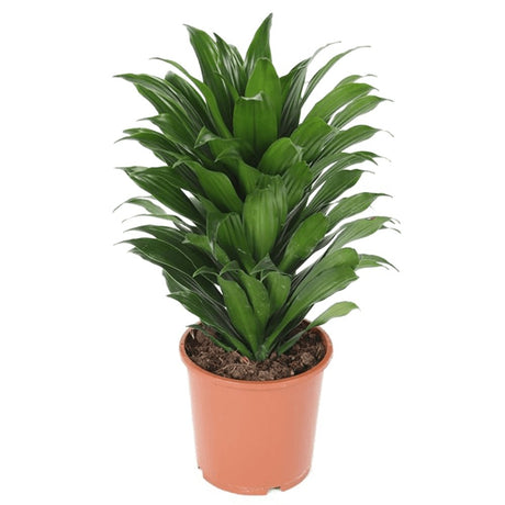 Trunchiul fericirii (Dracena) Compacta - 60 cm - VERDENA-60 cm inaltime livrat in ghiveci de 4.5 L