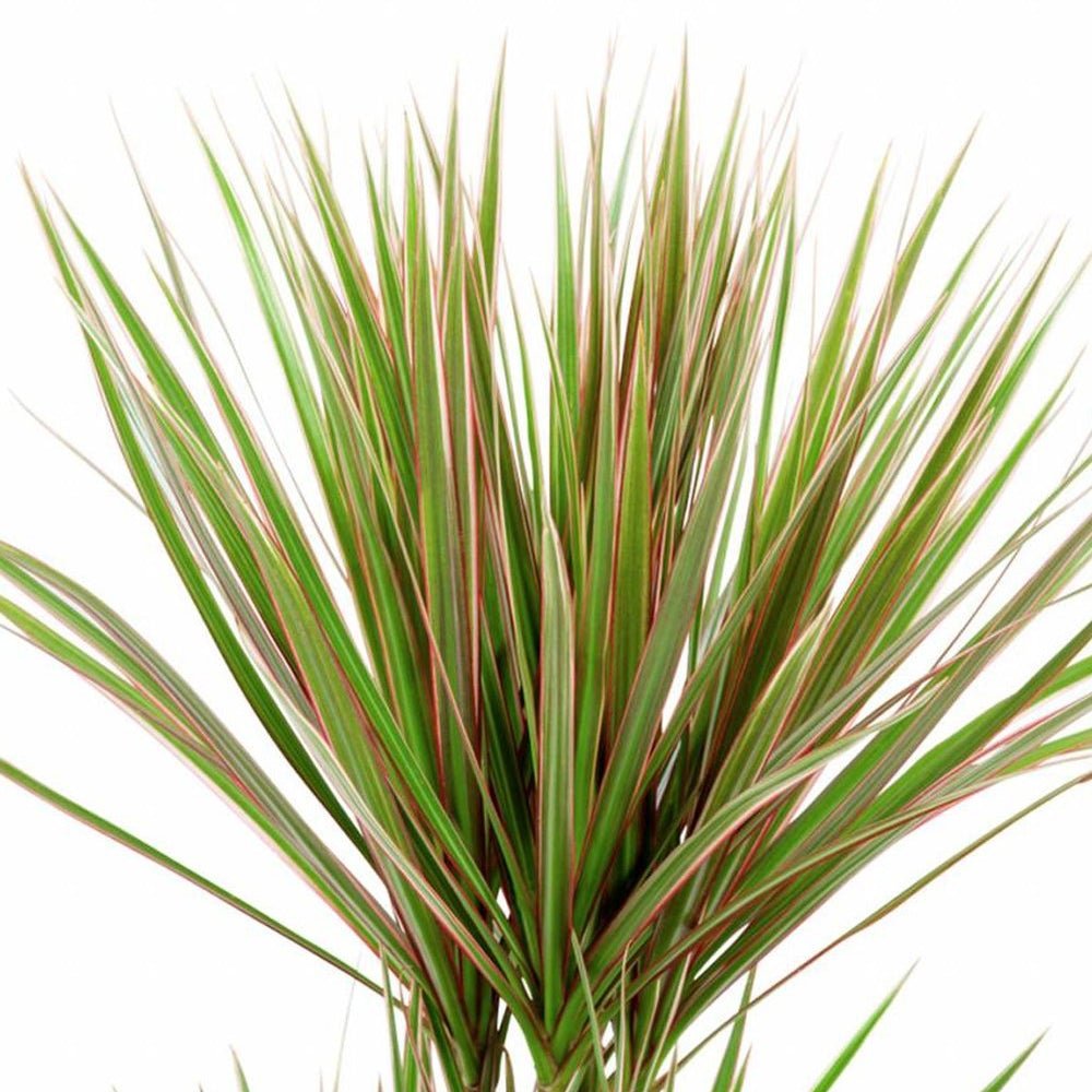 Trunchiul Fericirii (Dracena) Bicolor - 135-140 cm