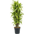 Trunchiul fericirii (Dracena) Lemon Lime - 110 cm - VERDENA-110 cm la livrare, in ghiveci de Ø 27 cm