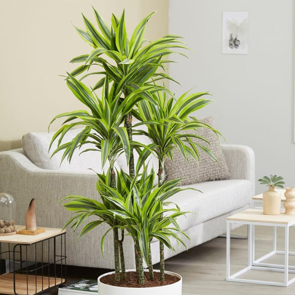 Trunchiul fericirii (Dracena) Lemon Lime - 110 cm - VERDENA-110 cm la livrare, in ghiveci de Ø 27 cm