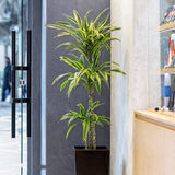 Trunchiul Fericirii (Dracena) Lemon Lime - 125 Cm - VERDENA-125 cm la livrare in ghiveci de 4.5 l