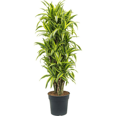 Trunchiul fericirii (Dracena) Lemon Lime - 140 cm - VERDENA-140 cm la livrare in ghiveci de Ø 31 cm