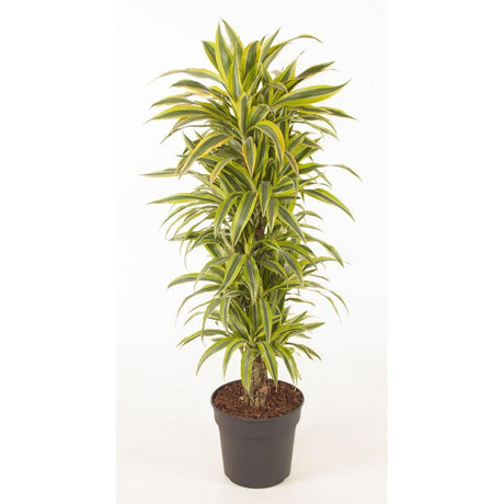 Trunchiul fericirii (Dracena) Lemon Lime - 140 cm - VERDENA-140 cm la livrare in ghiveci de Ø 31 cm