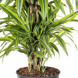 Trunchiul Fericirii (Dracena) Lemon Lime - 140 cm - VERDENA-140-150 cm inaltime, livrat in ghiveci de 12.5 l