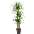 Trunchiul Fericirii (Dracena) Marginata - 120 cm - VERDENA-120-130 cm inaltime, livrat in ghiveci de 5 l