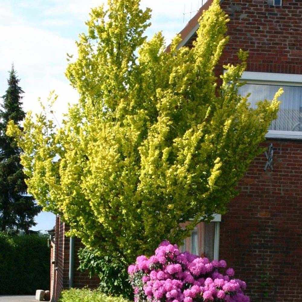 Ulm Olandez auriu (Ulmus Hollandica Wredei) - VERDENA-Tulpina de 150 cm inaltime, livrat in ghiveci de 8 l