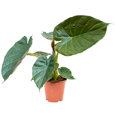 Urechea elefantului (Alocasia wentii), 65 cm la livrare, in ghiveci de Ø  19 cm