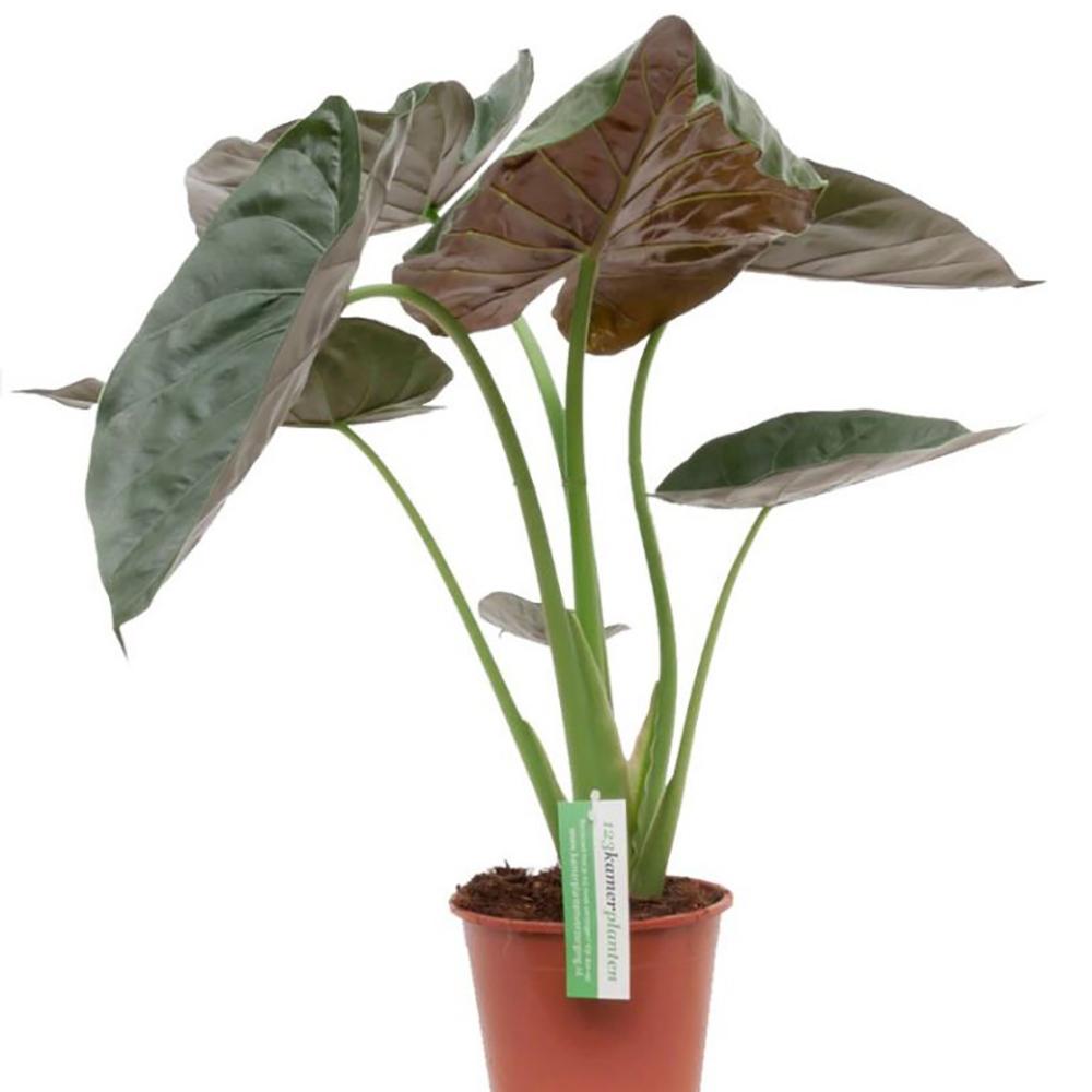 Urechea elefantului (Alocasia wentii), 65 cm la livrare, in ghiveci de Ø  19 cm