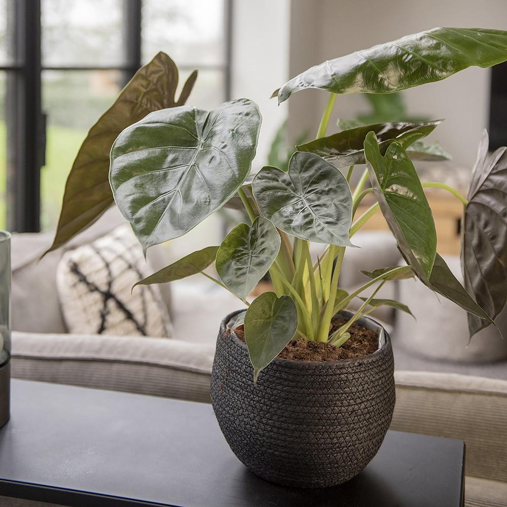 Urechea elefantului (Alocasia wentii), 65 cm la livrare, in ghiveci de Ø  19 cm