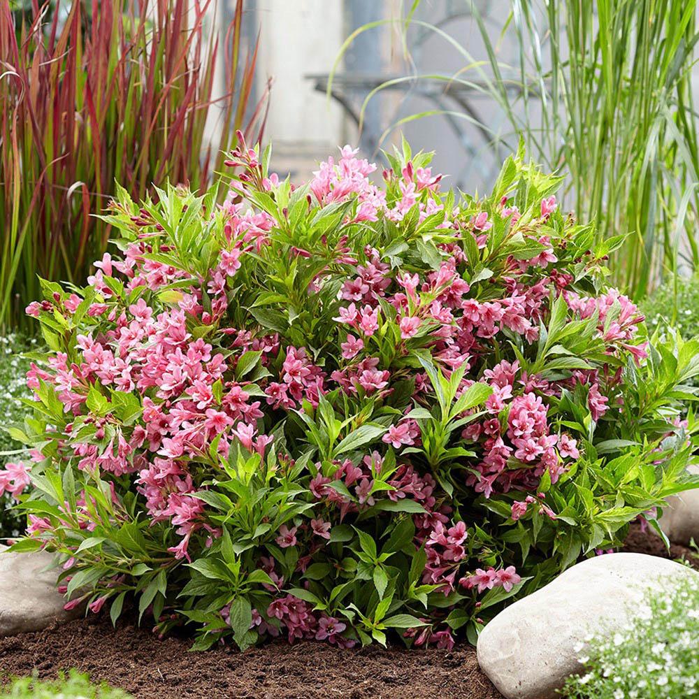 Black Friday - Reduceri Weigela Picobella Rosa, cu flori roz Promotie