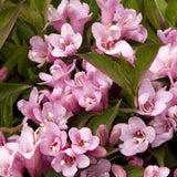 Black Friday - Reduceri Weigela roz-alb Pink Poppet Promotie