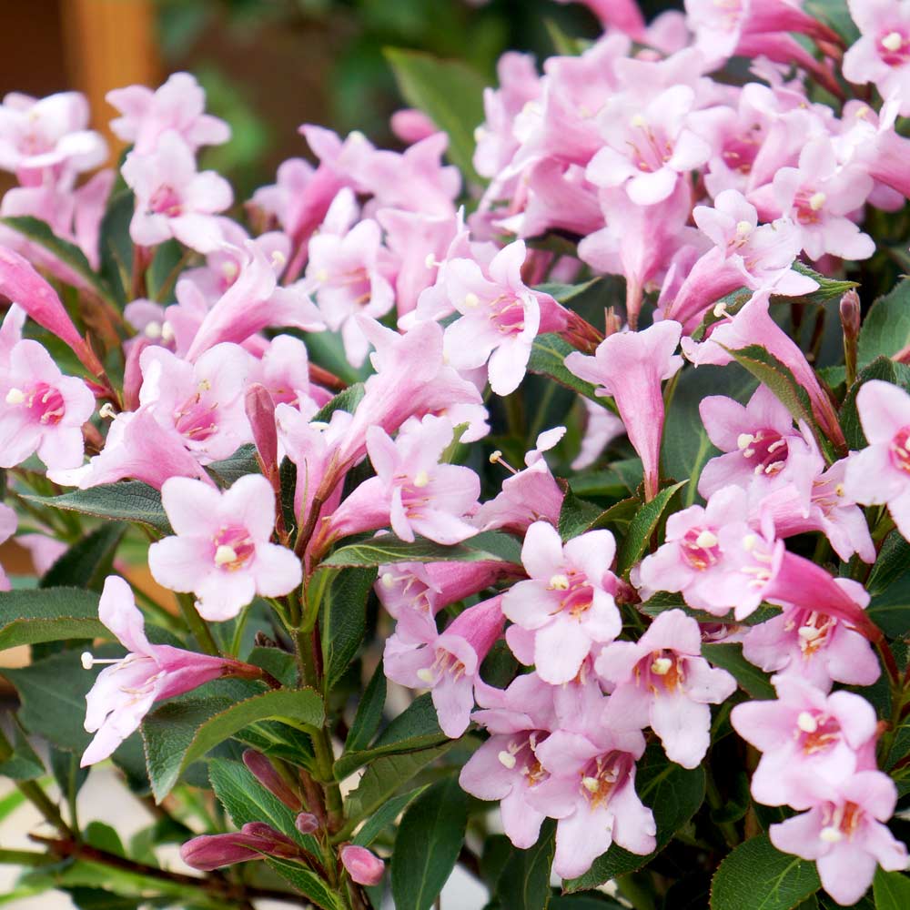 Black Friday - Reduceri Weigela roz-alb Pink Poppet Promotie