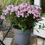 Black Friday - Reduceri Weigela roz-alb Pink Poppet Promotie