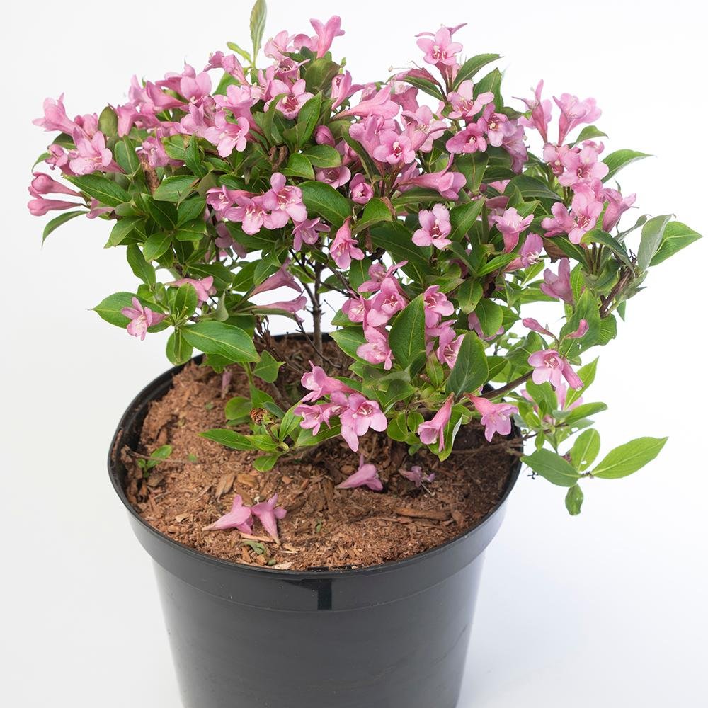 Black Friday - Reduceri Weigela roz-alb Pink Poppet Promotie