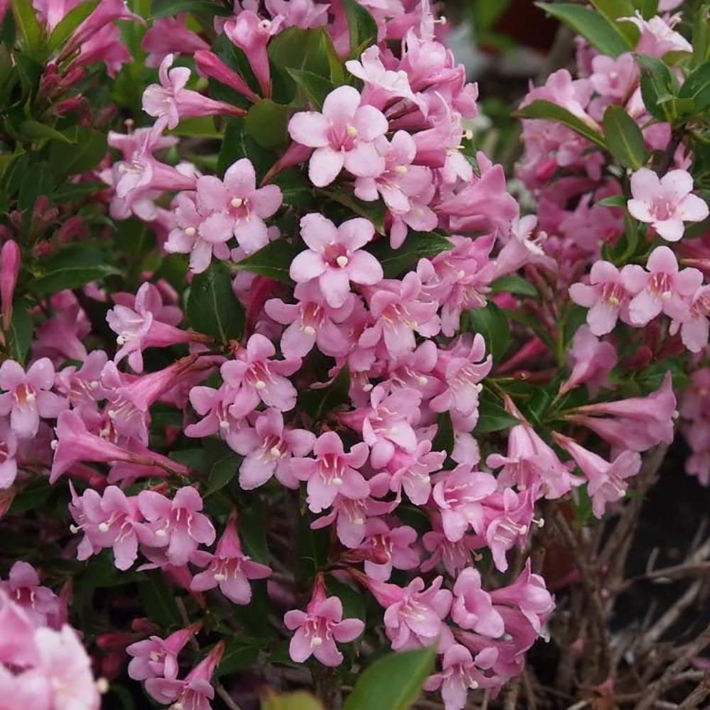 Veigela Pink Poppet, 25/+ cm inaltime in ghiveci de 2L