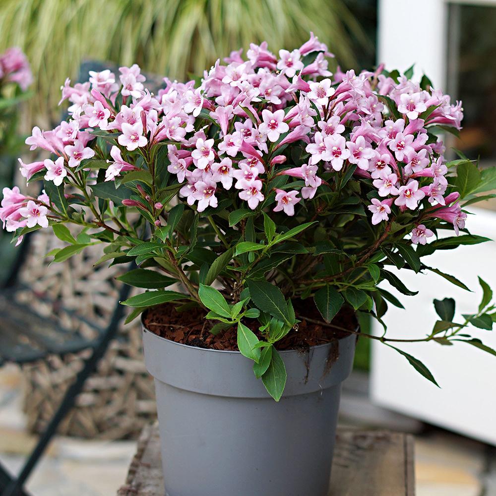 Black Friday - Reduceri Weigela roz-alb Pink Poppet Promotie