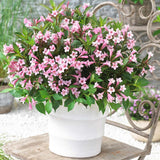 Black Friday - Reduceri Weigela roz-alb Pink Poppet Promotie