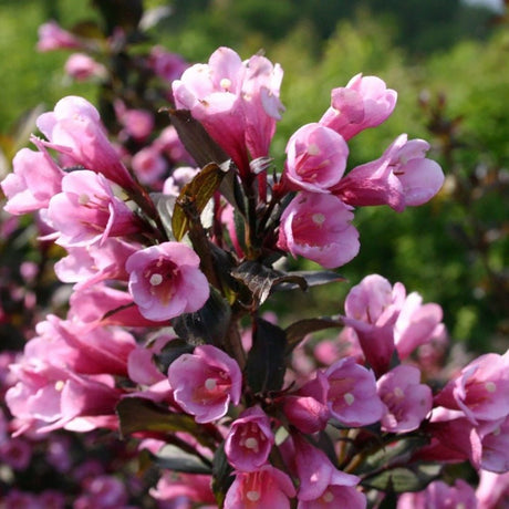 Weigela purpuriu Purpurea, cu flori roz pal
