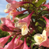 Weigela maro Vintage Love, cu flori roz-somon