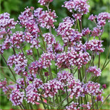 Verbena Lollipop, 20-30 cm. la livrare, in ghiveci de 2L