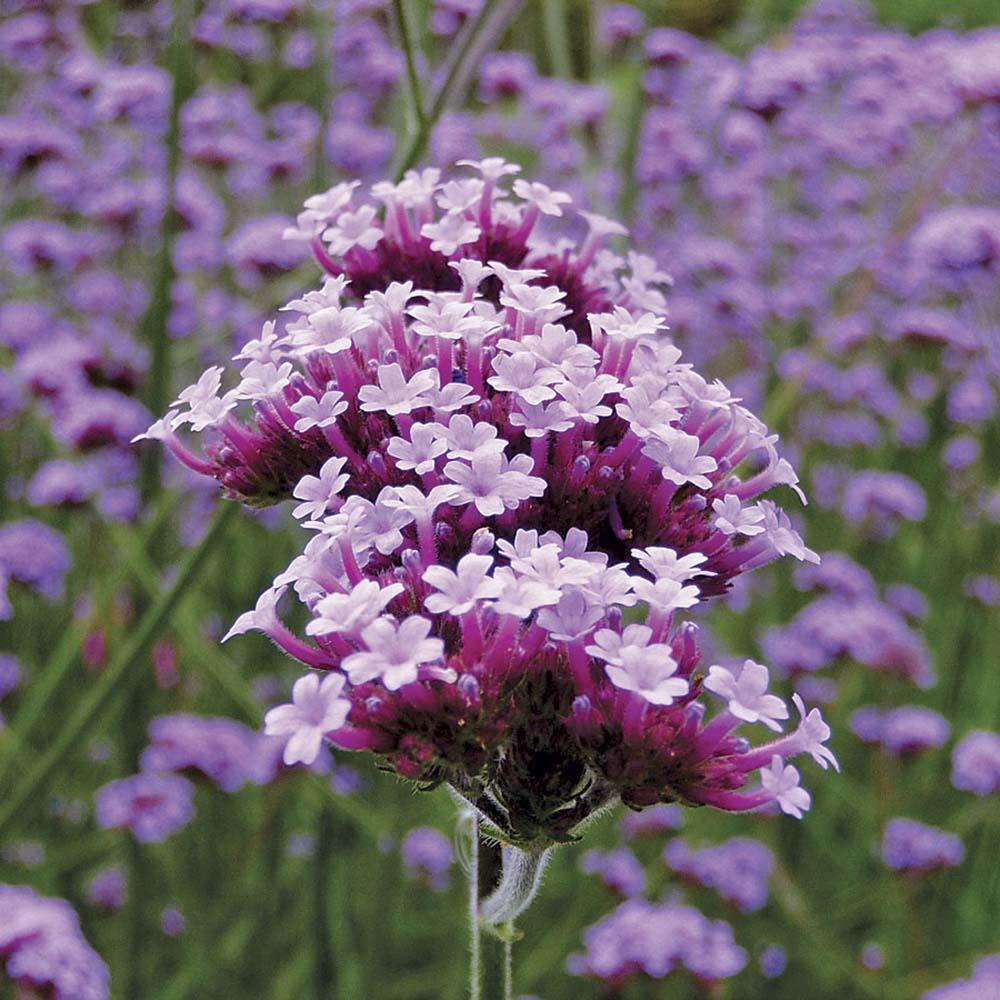 Verbena Lollipop, 20-30 cm. la livrare, in ghiveci de 2L