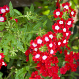 Verbena Rosu/Alb - VERDENA-10-15 cm inaltime, in ghiveci de 1L