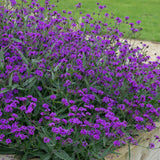 Verbena Venosa - VERDENA-20-25 cm inaltime livrat in ghiveci de 2.5 L