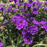 Verbena Venosa, 20-30 cm. la livrare, in ghiveci de 3L