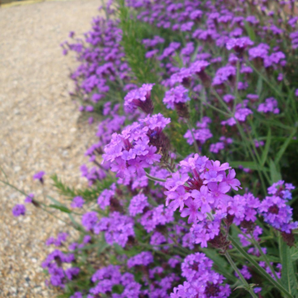 Verbena Venosa - VERDENA-20-25 cm inaltime livrat in ghiveci de 2.5 L