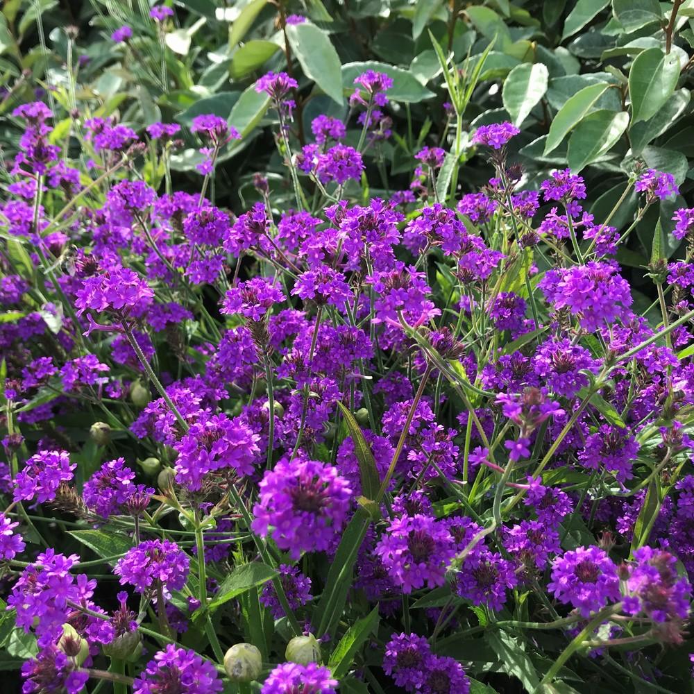 Verbena Venosa, 20-30 cm. la livrare, in ghiveci de 3L