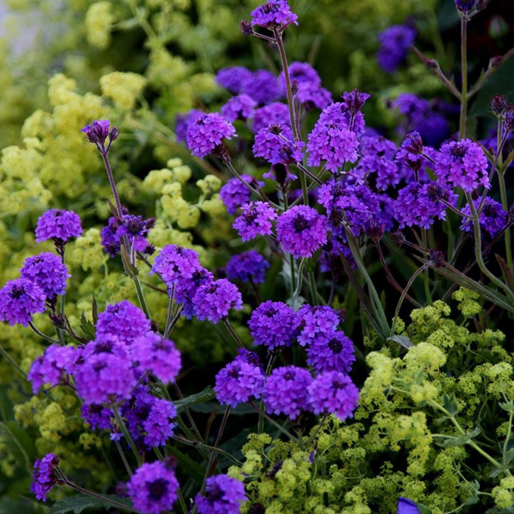 Verbena Venosa - VERDENA-20-25 cm inaltime livrat in ghiveci de 2.5 L