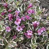 Black Friday - Reduceri Weigela lila Monet - Tip Copac Promotie