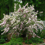 Weigela lila Monet - Tip Copac - VERDENA-Tulpina 50 cm inaltime, livrat in ghiveci de 7.5 l