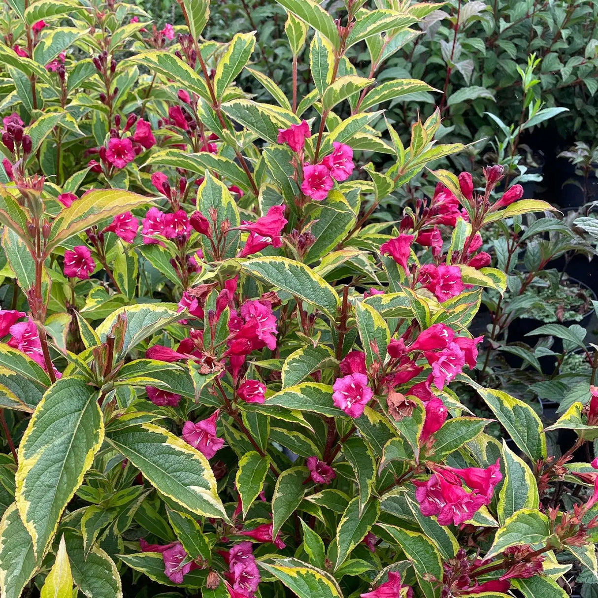 Weigela rosu-cyclamen Moulin Rouge - VERDENA-30-50 cm inaltime, livrat in ghiveci de 4 l