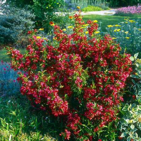 Weigela Moulin Rouge, cu frunze rosii-inchise