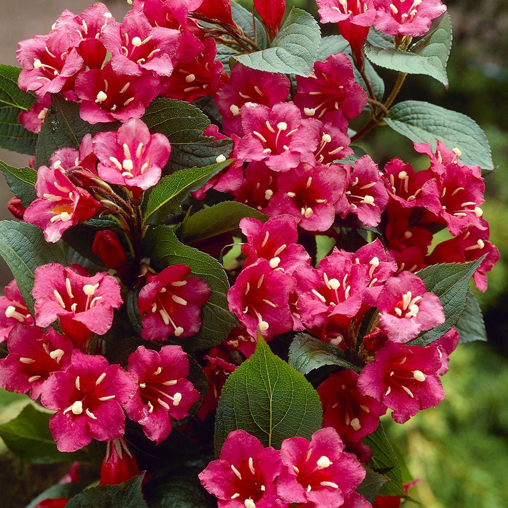 Weigela rosu-rubiniu Bristol Ruby - VERDENA-30-40 cm inaltime, livrat in ghiveci de 3 l