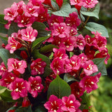 Weigela rosu-rubiniu Bristol Ruby - VERDENA-30-40 cm inaltime, livrat in ghiveci de 3 l