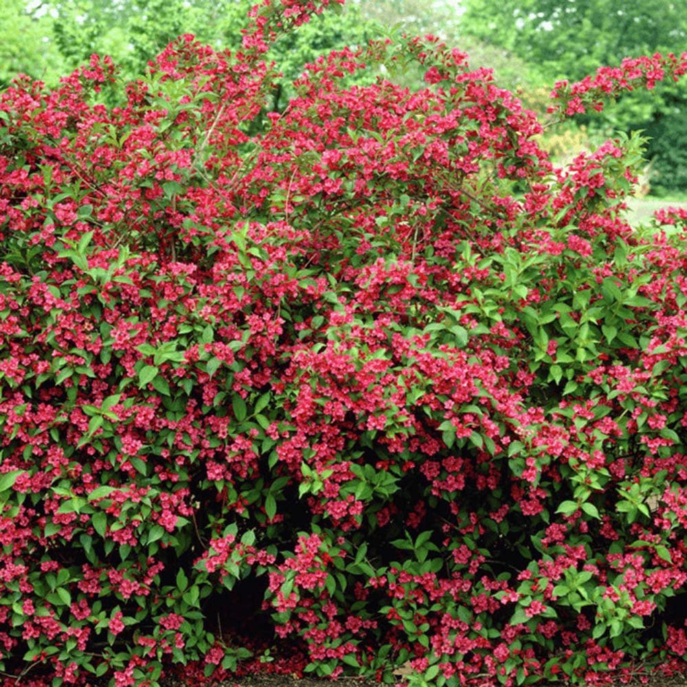 Weigela rosu-rubiniu Bristol Ruby - VERDENA-30-40 cm inaltime, livrat in ghiveci de 3 l