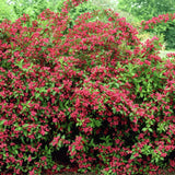 Weigela rosu-rubiniu Bristol Ruby - VERDENA-30-40 cm inaltime, livrat in ghiveci de 3 l