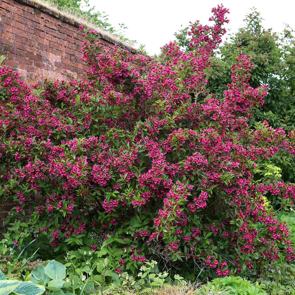 Weigela rosu-rubiniu Bristol Ruby - VERDENA-30-40 cm inaltime, livrat in ghiveci de 3 l