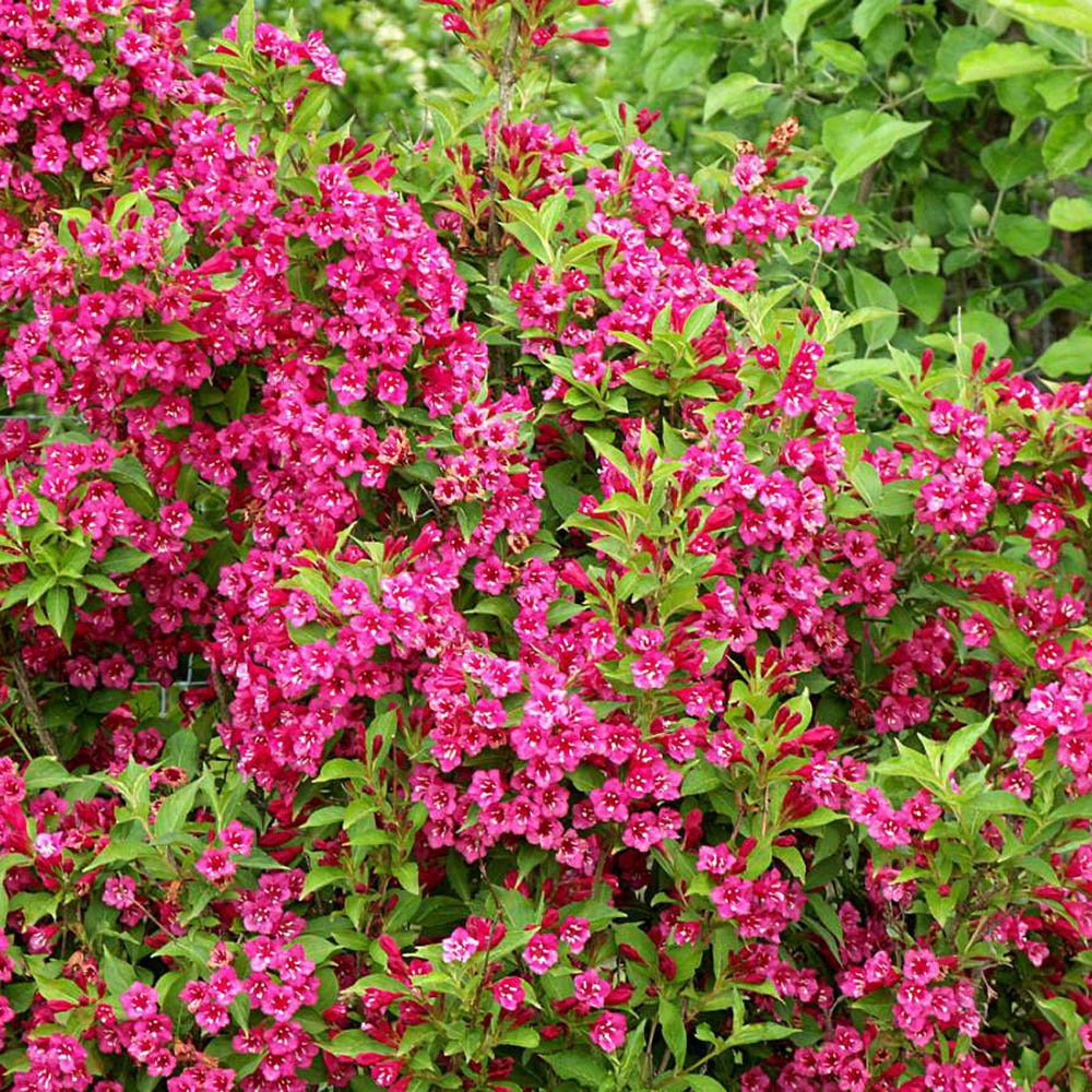 Weigela rosu-rubiniu Bristol Ruby - VERDENA-30-40 cm inaltime, livrat in ghiveci de 3 l