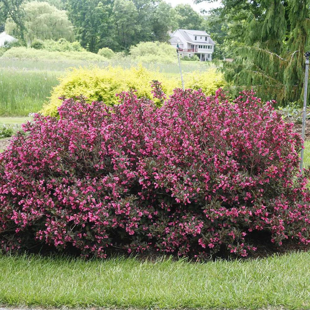 Weigela roz-inchis Alexandra - VERDENA-50-60 cm inaltime, in ghiveci de 4.6L