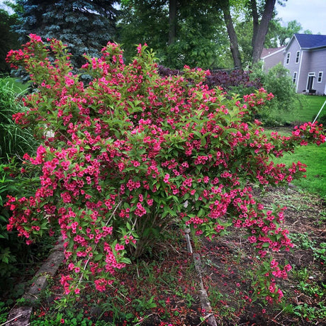 Weigela roz-inchis Alexandra - Tip Copac - VERDENA-Tulpina 50 cm inaltime, livrat in ghiveci de 7.5 l