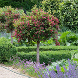 Weigela roz intens All Summer Monet - Tip Copac - VERDENA-Tulpina 50 cm inaltime, livrat in ghiveci de 7.5 l