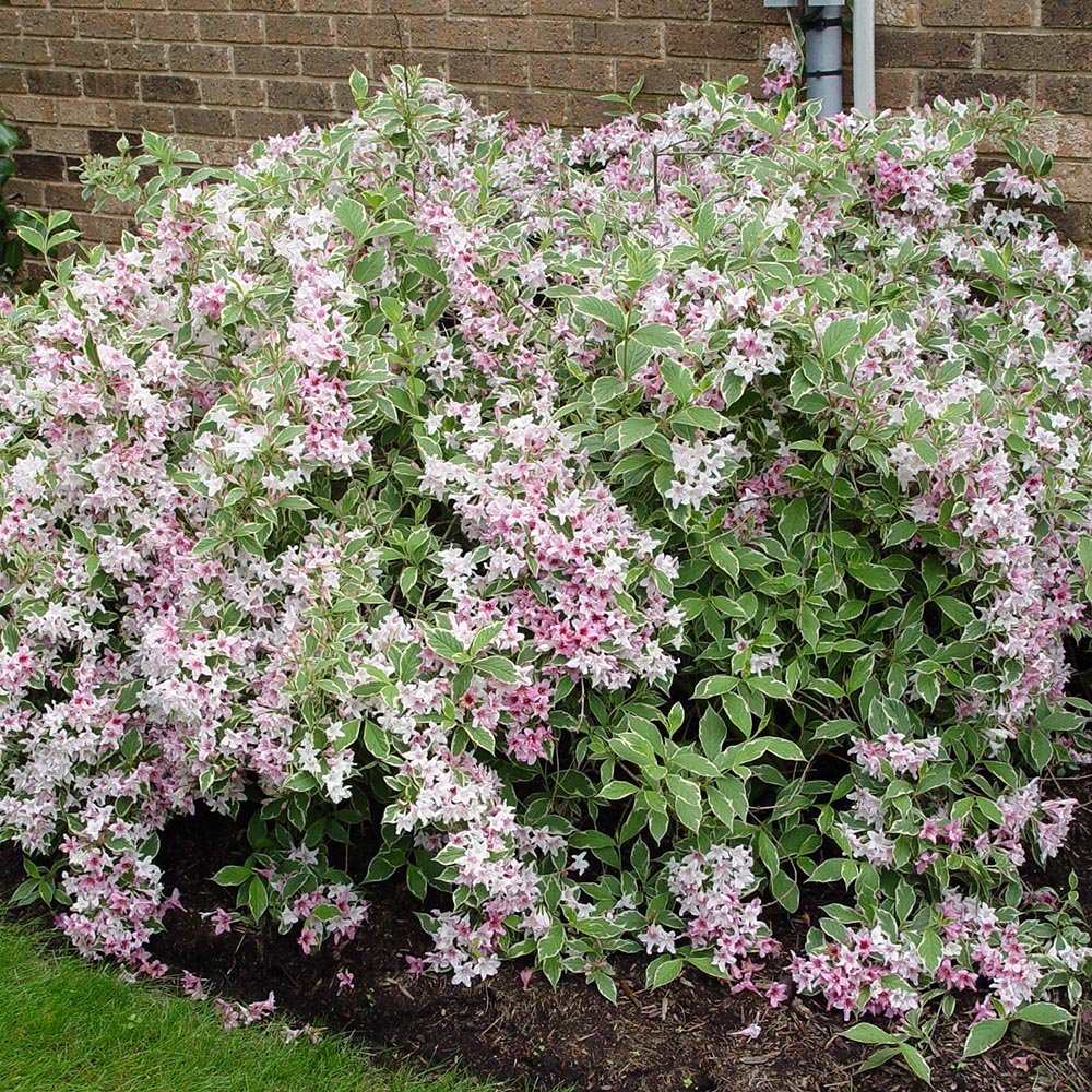 Weigela Variegata, cu marginii crem - VERDENA-40-60 cm inaltime, livrat in ghiveci de 2 l