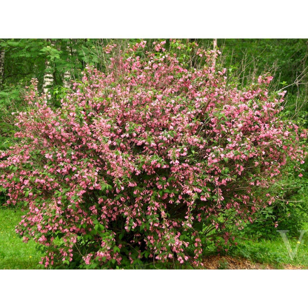 Weigela Victoria burgundiu - VERDENA-50-60 cm inaltime, livrat in ghiveci de 3 l