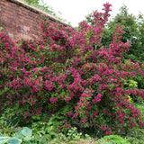 Weigela Victoria burgundiu - VERDENA-50-60 cm inaltime, livrat in ghiveci de 3 l