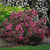 Weigela Victoria burgundiu - VERDENA-50-60 cm inaltime, livrat in ghiveci de 3 l